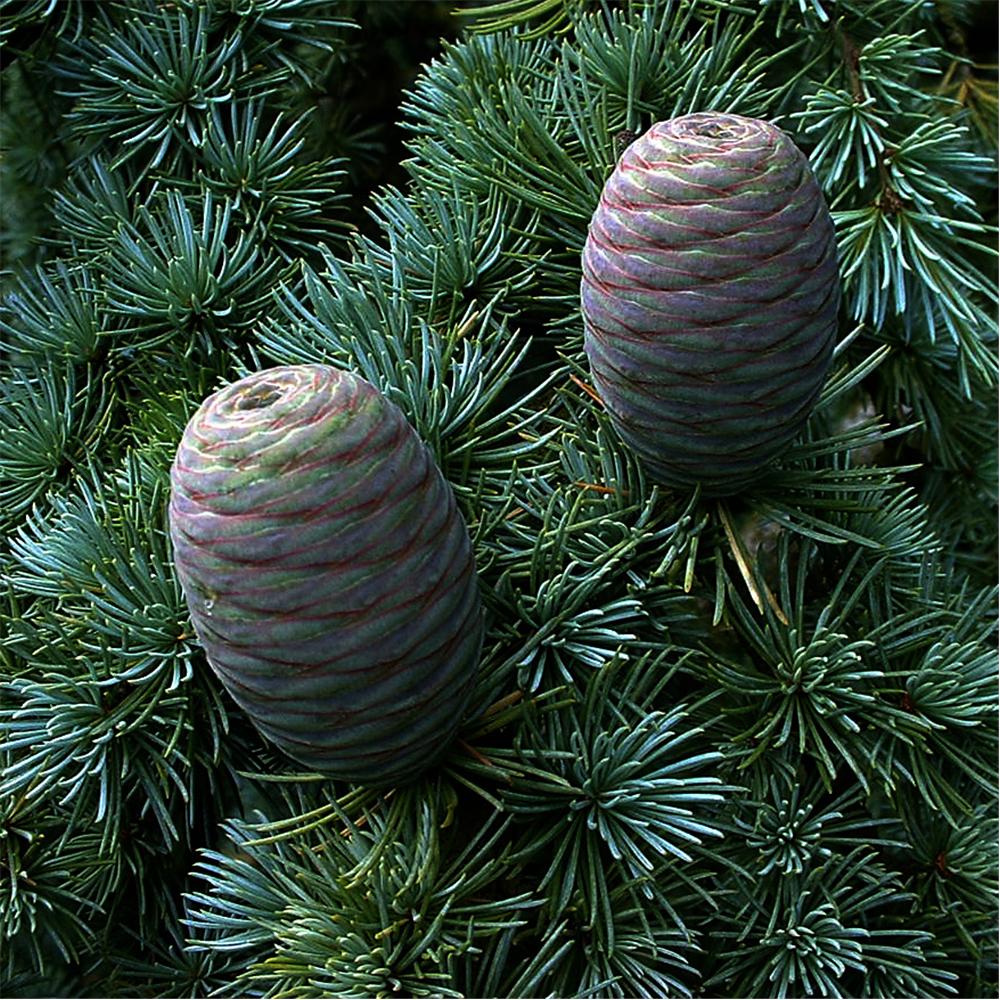 Atlas Cedar Essential Oils 4